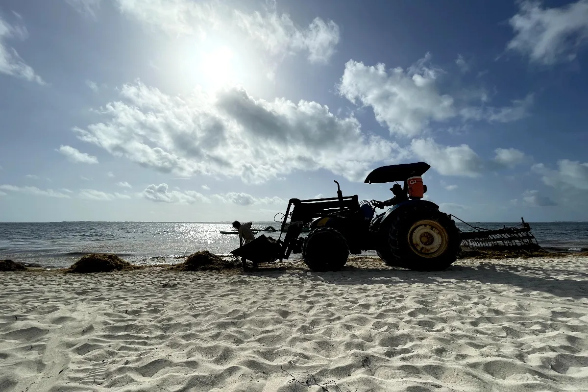 hotel mousai cancun sargassum beach cleaning